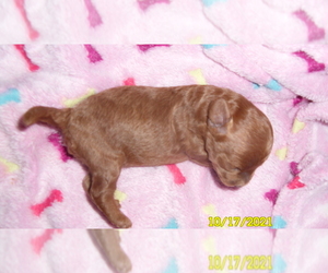 Poodle (Toy) Puppy for sale in DULUTH, GA, USA