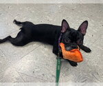 Small #6 French Bulldog