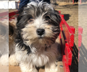 YorkiePoo Puppy for sale in LA CROSSE, WI, USA