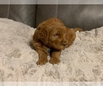 Small #16 Goldendoodle