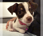 Small #8 Chihuahua Mix
