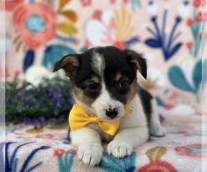 Collie-Pembroke Welsh Corgi Mix Puppy for sale in LANCASTER, PA, USA