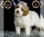 Puppy Rico F1BB Goldendoodle (Miniature)
