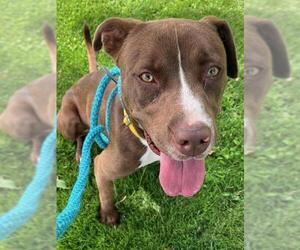 American Pit Bull Terrier Dogs for adoption in Sacramento, CA, USA