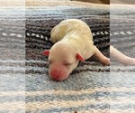 Small Photo #5 Bichon Frise Puppy For Sale in MONTECITO, CA, USA