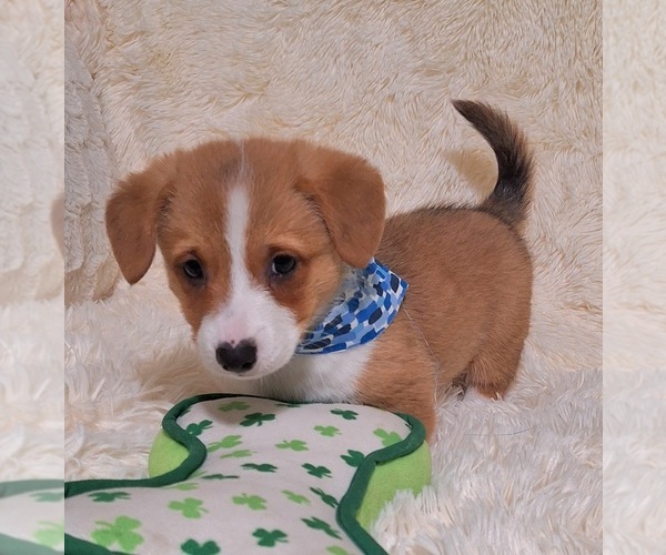 Medium Photo #44 Pembroke Welsh Corgi Puppy For Sale in ARROYO GRANDE, CA, USA