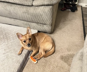 Chiranian Puppy for sale in ARNOLD, MO, USA