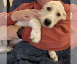 Small #2 Mutt