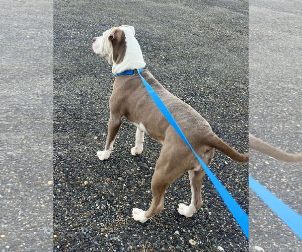 Medium Photo #14 Mutt Puppy For Sale in Mount Laurel, NJ, USA