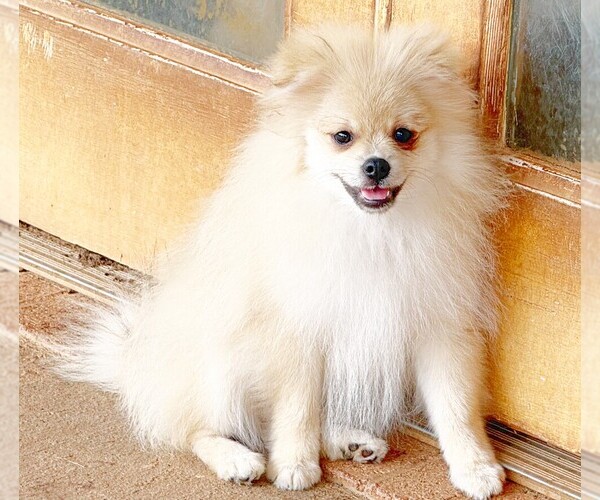 Medium Photo #1 Pomeranian Puppy For Sale in DAWSONVILLE, GA, USA
