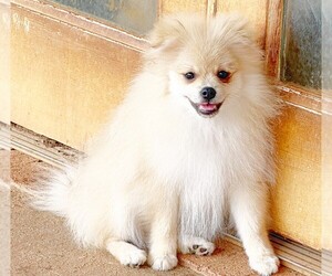 Pomeranian Puppy for sale in DAWSONVILLE, GA, USA