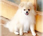 Image preview for Ad Listing. Nickname: OLIVER