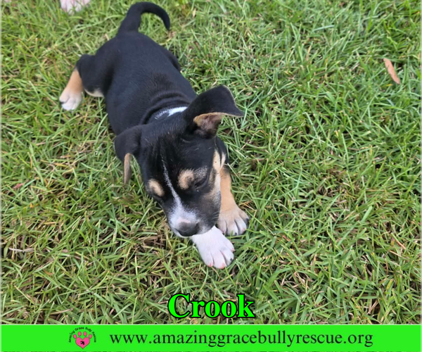 Medium Photo #13 American Staffordshire Terrier-Beagle Mix Puppy For Sale in Milton, FL, USA