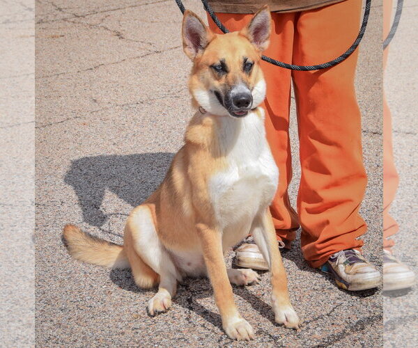 Medium Photo #2 Siberian Husky-Unknown Mix Puppy For Sale in Huntley, IL, USA