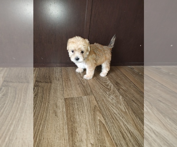 Medium Photo #6 Yorkshire Terrier Puppy For Sale in LAPEER, MI, USA