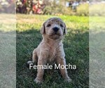 Puppy Puppy 1 Goldendoodle