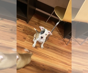 American Bully-Unknown Mix Puppy for sale in COLUMBUS, OH, USA