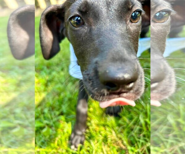 Medium Photo #3 Labrador Retriever Puppy For Sale in Southbury, CT, USA