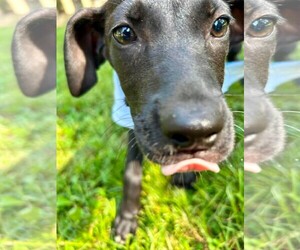 Lilo - Female Labrador Retriever Dog for Adoption - Photo #3