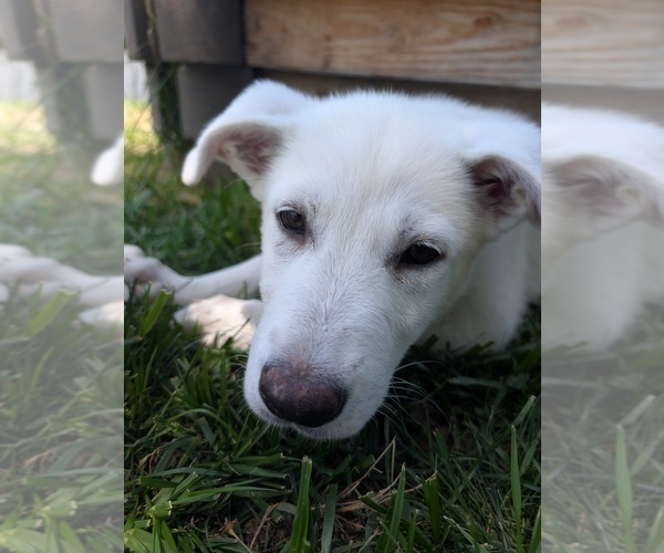 Medium Photo #5 Alaskan Malamute-German Shepherd Dog Mix Puppy For Sale in WAYNESBORO, PA, USA