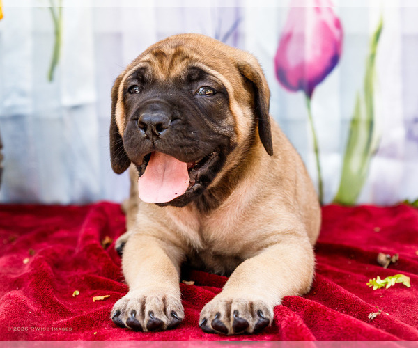 Medium Photo #4 Mastiff Puppy For Sale in WAKARUSA, IN, USA