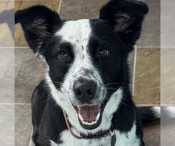 Medium Photo #2 Border Collie-Unknown Mix Puppy For Sale in Overland Park, KS, USA