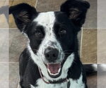 Small #1 Border Collie Mix