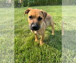 Small #3 Mutt
