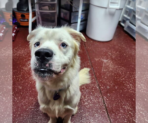 Medium Photo #29 Great Pyrenees-Unknown Mix Puppy For Sale in Fargo, ND, USA