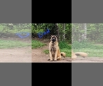 Small Photo #4 Akita-German Shepherd Dog Mix Puppy For Sale in GRANTS PASS, OR, USA