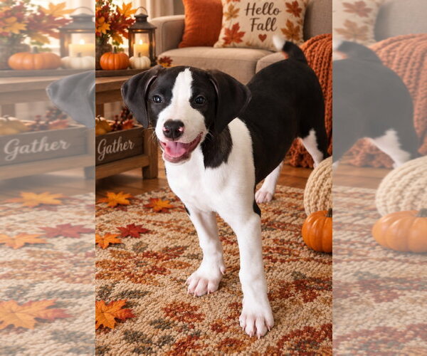 Medium Photo #4 American Pit Bull Terrier Puppy For Sale in Southbury, CT, USA