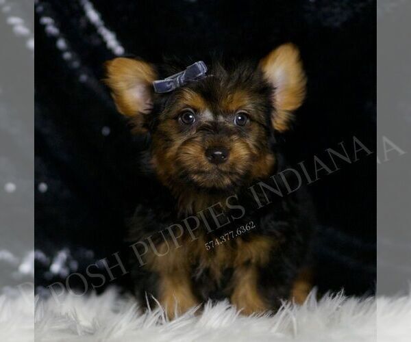 Medium Photo #2 Yorkshire Terrier Puppy For Sale in WARSAW, IN, USA