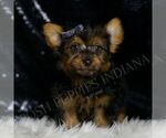 Small #1 Yorkshire Terrier