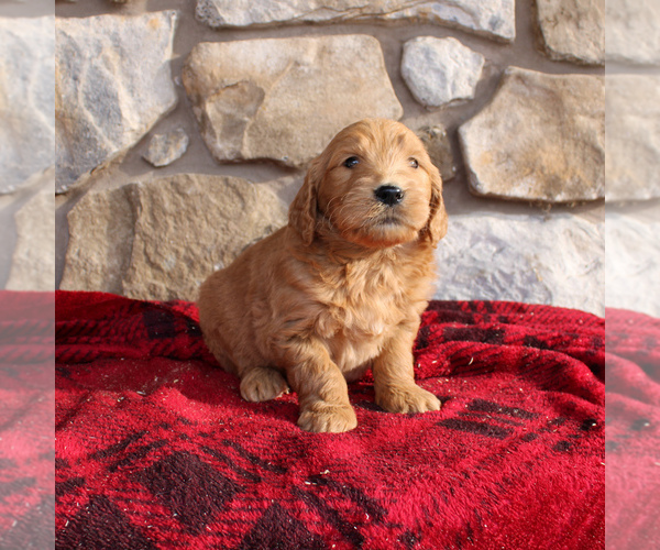 Medium Photo #1 Goldendoodle-Poodle (Standard) Mix Puppy For Sale in EAST EARL, PA, USA