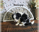 Small #9 Cavapoo