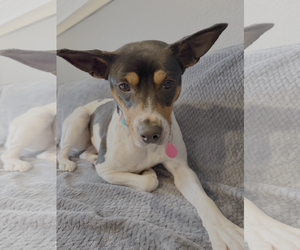 Rat Terrier-Unknown Mix Dogs for adoption in Bellevue, WA, USA