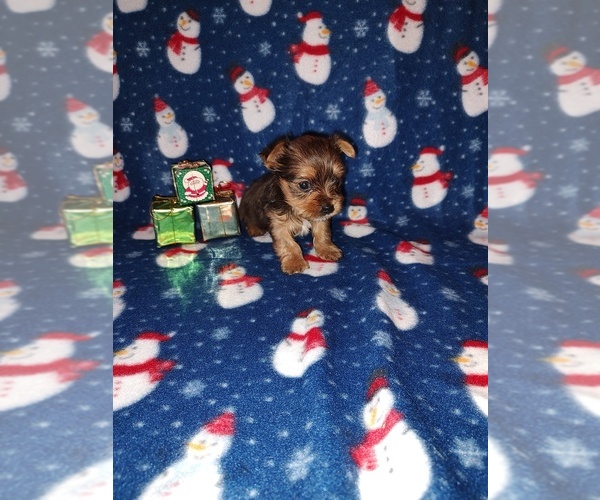 Medium Photo #8 Yorkshire Terrier Puppy For Sale in LAPEER, MI, USA