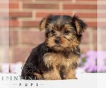 Small #2 Yorkshire Terrier