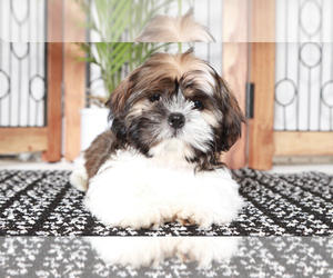 Shih Tzu Puppy for sale in NAPLES, FL, USA