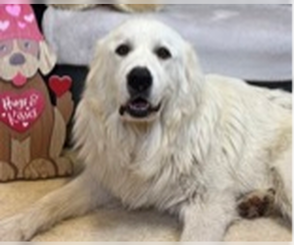 Medium Photo #3 Great Pyrenees Puppy For Sale in Croydon, NH, USA