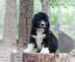 Small Photo #5 Bernedoodle Puppy For Sale in LAKE LURE, NC, USA