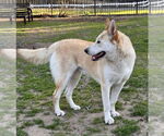 Small #2 Huskies  Mix