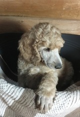 Poodle (Standard) Puppy for sale in SEVILLE, OH, USA