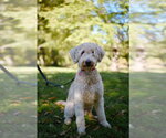 Wally - Male Poodle (Standard)-Wheaten Terrier Mix Dog for Adoption - Small photo