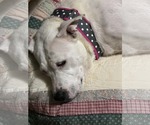 Small #1 American Pit Bull Terrier-Staffordshire Bull Terrier Mix