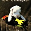 Small Photo #224 Dogo Argentino Puppy For Sale in JANE, MO, USA
