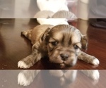 Small Photo #3 Zuchon Puppy For Sale in SHAWNEE, KS, USA