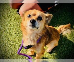 Chihuahua Dogs for adoption in Orlando, FL, USA