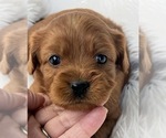 Small #3 Cavapoo (Toy)