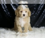 Small #4 Maltipoo